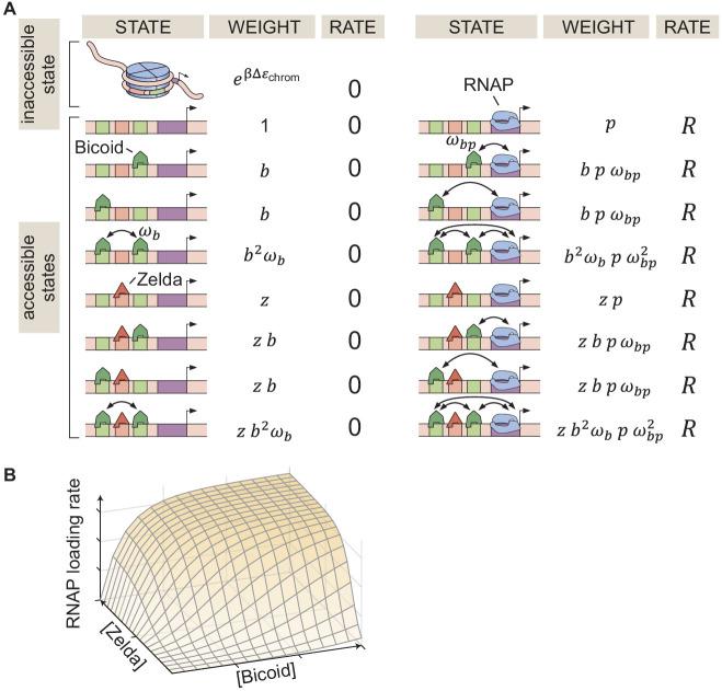 https://cdn.ncbi.nlm.nih.gov/pmc/blobs/934e/7738189/013b0f9f1645/elife-56429-fig2.jpg