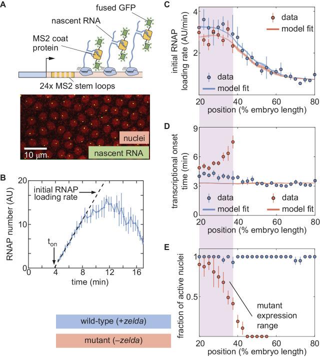 https://cdn.ncbi.nlm.nih.gov/pmc/blobs/934e/7738189/09475dce6328/elife-56429-fig4.jpg