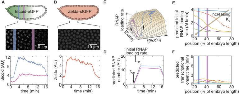 https://cdn.ncbi.nlm.nih.gov/pmc/blobs/934e/7738189/7e65512efe13/elife-56429-fig3.jpg