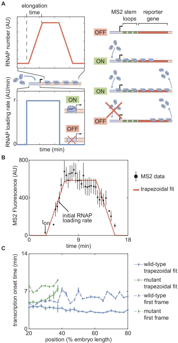 https://cdn.ncbi.nlm.nih.gov/pmc/blobs/934e/7738189/85d6b0c9ce28/elife-56429-app1-fig5.jpg