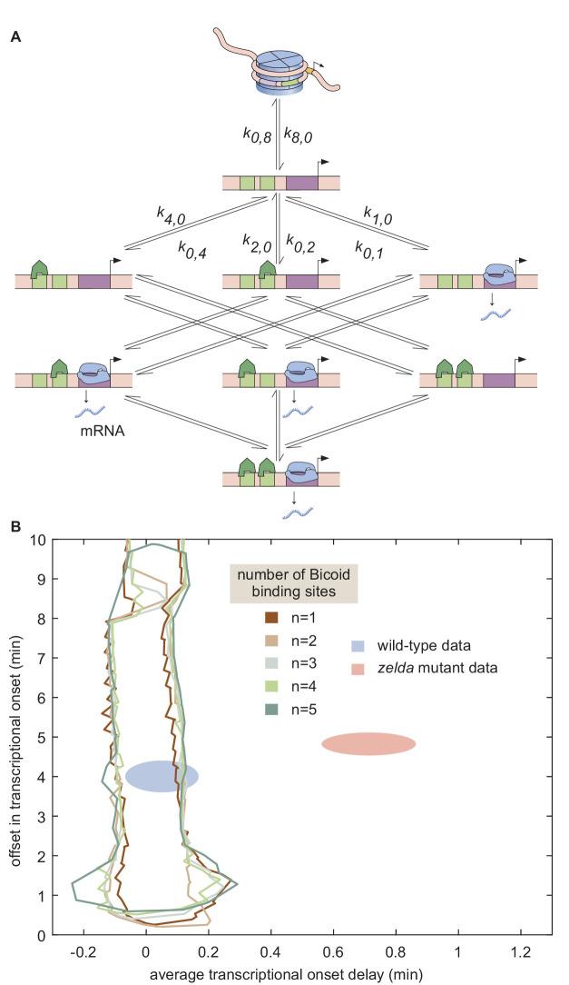https://cdn.ncbi.nlm.nih.gov/pmc/blobs/934e/7738189/b7d770373004/elife-56429-fig6.jpg
