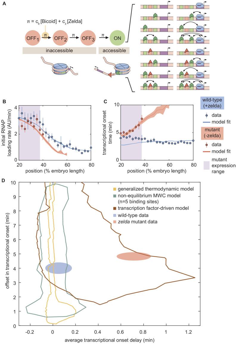 https://cdn.ncbi.nlm.nih.gov/pmc/blobs/934e/7738189/fdacb17c7469/elife-56429-fig7.jpg