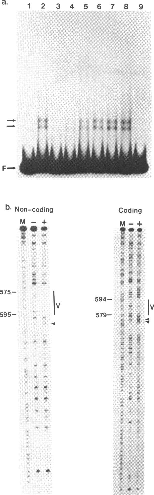 https://cdn.ncbi.nlm.nih.gov/pmc/blobs/934f/332740/363537807683/nar00207-0108-a.jpg