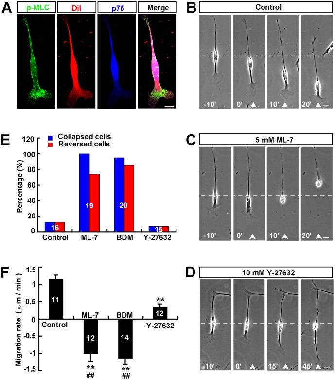 https://cdn.ncbi.nlm.nih.gov/pmc/blobs/9351/3522601/039b4c58b6fc/pone.0051824.g005.jpg