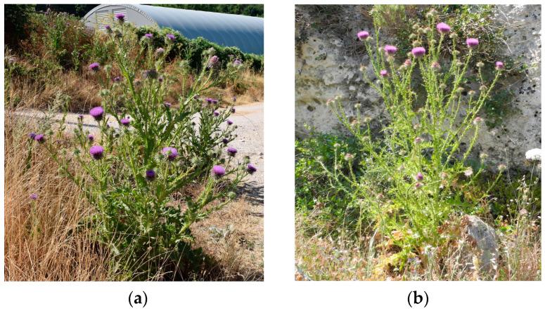 https://cdn.ncbi.nlm.nih.gov/pmc/blobs/9353/10934427/1b372f310ae5/plants-13-00654-g004.jpg