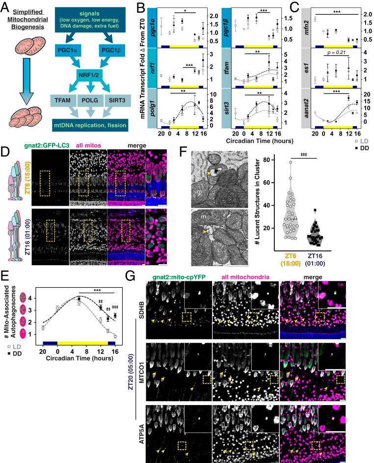 https://cdn.ncbi.nlm.nih.gov/pmc/blobs/9353/7682359/5c98c832cc64/pnas.2007827117fig04.jpg