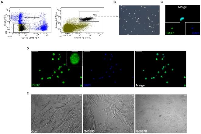 https://cdn.ncbi.nlm.nih.gov/pmc/blobs/9354/3029294/00fe21a5bdca/pone.0014599.g007.jpg