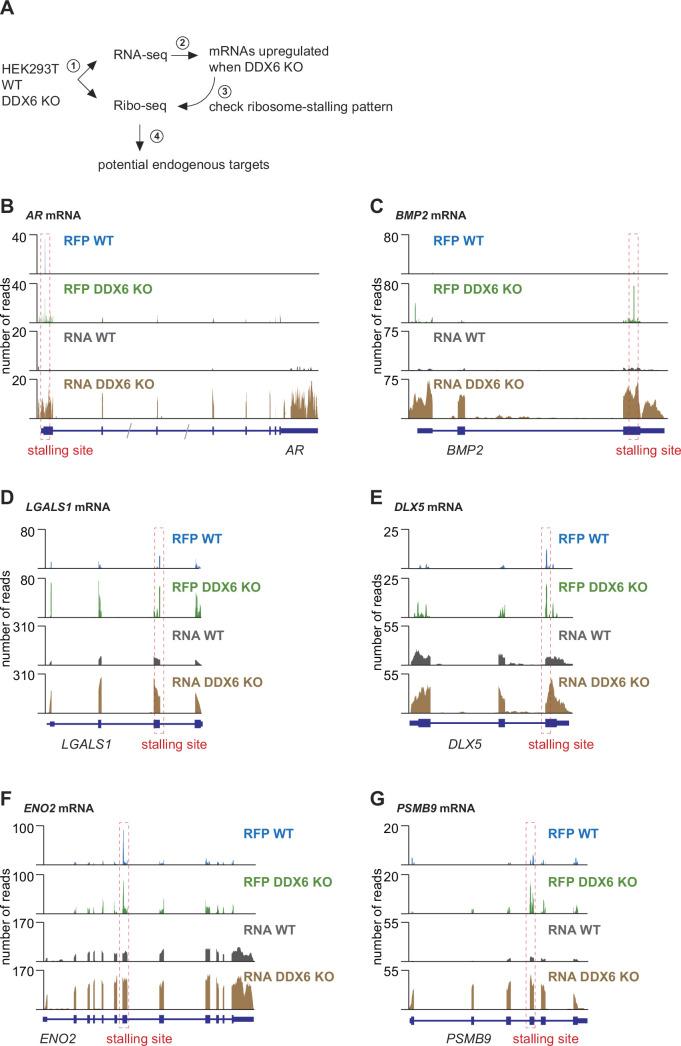 https://cdn.ncbi.nlm.nih.gov/pmc/blobs/9357/11239181/87bf82c22108/elife-92426-fig3-figsupp2.jpg