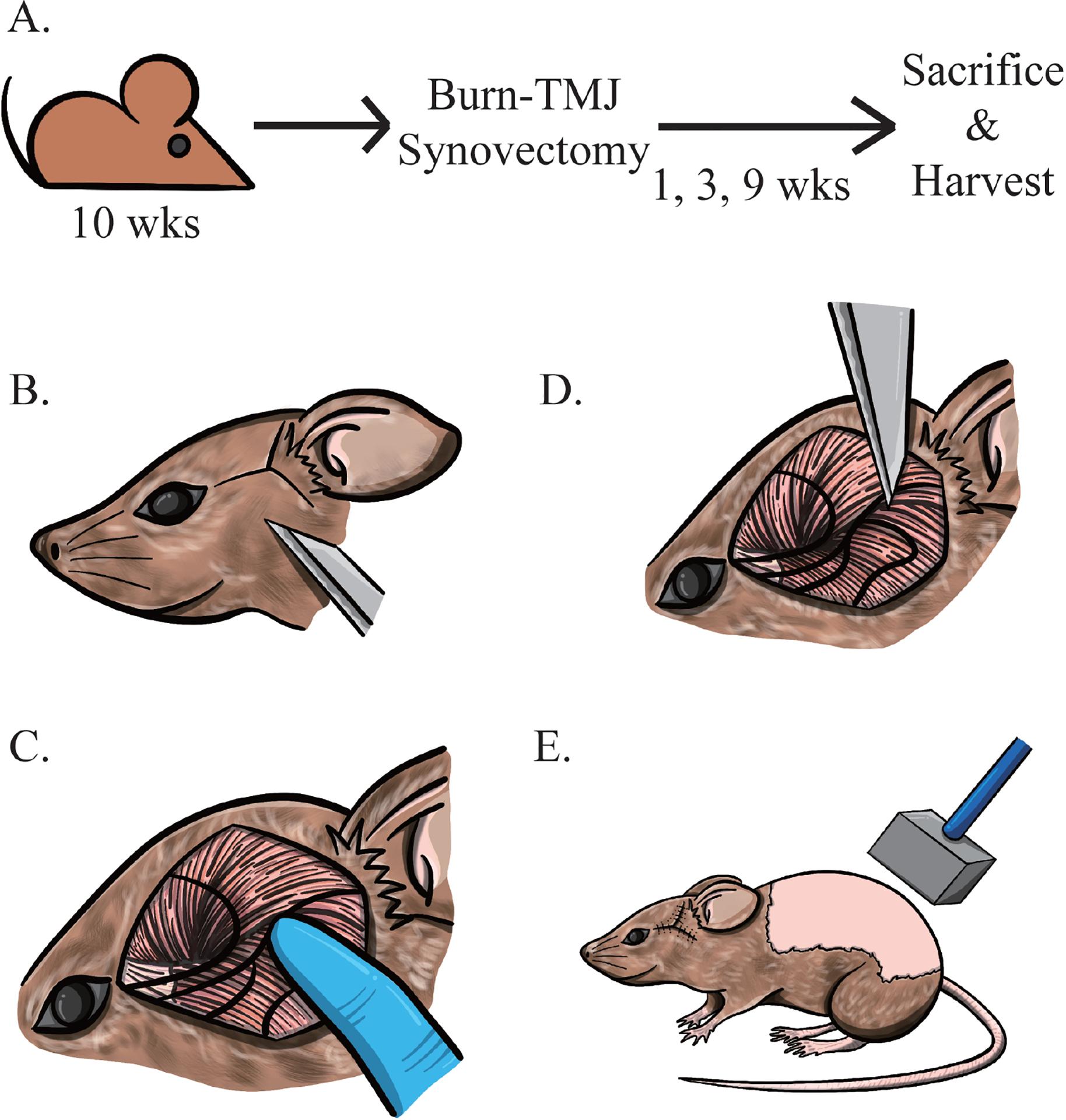 https://cdn.ncbi.nlm.nih.gov/pmc/blobs/9358/12382779/8f8313bbf1d3/nihms-2027499-f0001.jpg