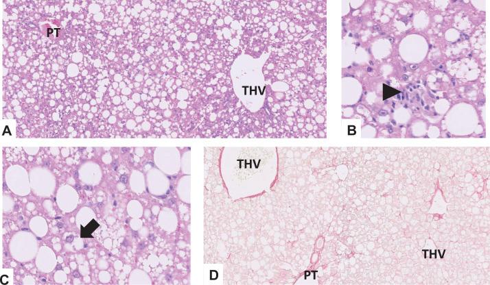 https://cdn.ncbi.nlm.nih.gov/pmc/blobs/9359/11199145/4384520db541/42255_2024_1043_Fig16_ESM.jpg