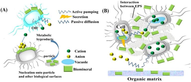 https://cdn.ncbi.nlm.nih.gov/pmc/blobs/9359/12313225/45b2589484dd/fmicb-16-1605909-g003.jpg