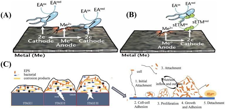 https://cdn.ncbi.nlm.nih.gov/pmc/blobs/9359/12313225/e1d59ccc1110/fmicb-16-1605909-g004.jpg
