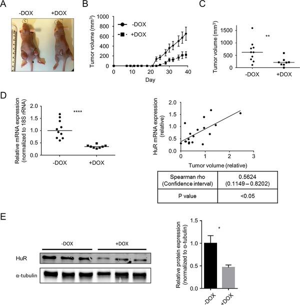 https://cdn.ncbi.nlm.nih.gov/pmc/blobs/9359/4694992/069ff563b44a/oncotarget-06-27312-g007.jpg