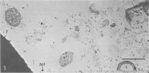 https://cdn.ncbi.nlm.nih.gov/pmc/blobs/935b/169790/c1f77ec474e5/aem00003-0114-a.jpg
