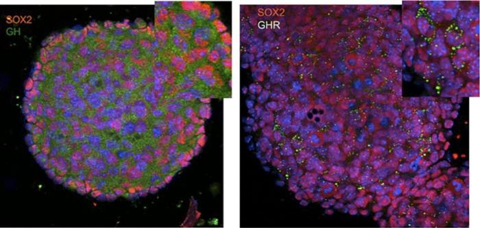 https://cdn.ncbi.nlm.nih.gov/pmc/blobs/935c/5063841/fd64de1836cb/cmed-9-2016-047f9.jpg