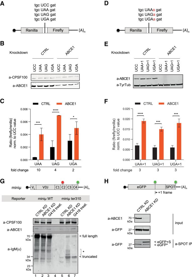 https://cdn.ncbi.nlm.nih.gov/pmc/blobs/935c/7544199/06e70a657ebb/gkaa758fig5.jpg