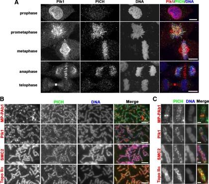 https://cdn.ncbi.nlm.nih.gov/pmc/blobs/935d/2847523/abebac2890f7/zmk0071094050001.jpg