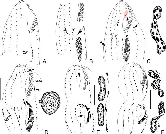 https://cdn.ncbi.nlm.nih.gov/pmc/blobs/935d/4140608/7ff4715d503d/jeu0061-0371-f2.jpg