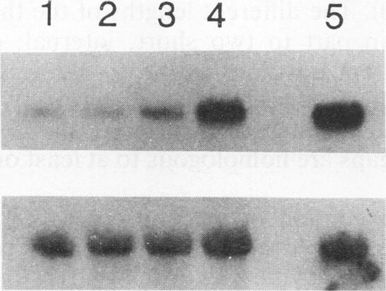 https://cdn.ncbi.nlm.nih.gov/pmc/blobs/935e/364121/4c6eb4d8e1b2/molcellb00025-0377-a.jpg