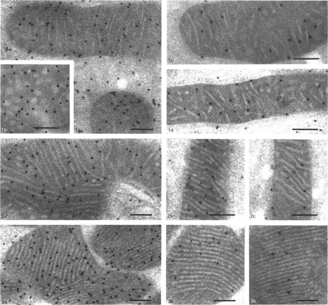 https://cdn.ncbi.nlm.nih.gov/pmc/blobs/9360/1131696/12f299bce609/biochemj00177-0184-a.jpg