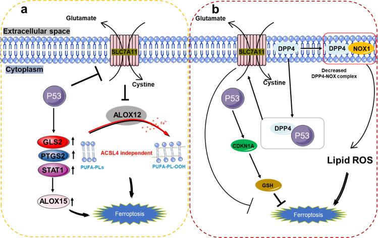 https://cdn.ncbi.nlm.nih.gov/pmc/blobs/9360/9187756/82688a4c3ddd/41419_2022_4927_Fig4_HTML.jpg