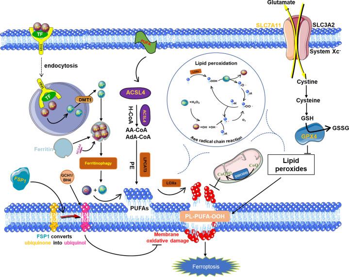 https://cdn.ncbi.nlm.nih.gov/pmc/blobs/9360/9187756/c221c23572ad/41419_2022_4927_Fig2_HTML.jpg
