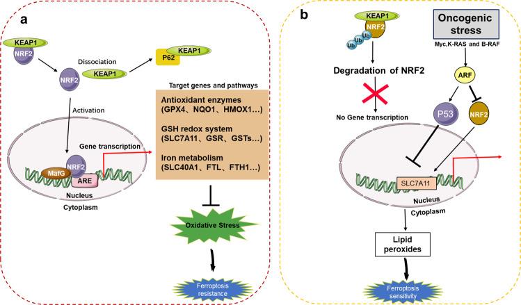 https://cdn.ncbi.nlm.nih.gov/pmc/blobs/9360/9187756/cc9c6d71803d/41419_2022_4927_Fig3_HTML.jpg