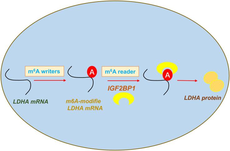 https://cdn.ncbi.nlm.nih.gov/pmc/blobs/9360/9864111/b063966ce097/peerj-11-14591-g005.jpg