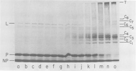 https://cdn.ncbi.nlm.nih.gov/pmc/blobs/9361/353378/929d0faa74b7/jvirol00186-0072-a.jpg