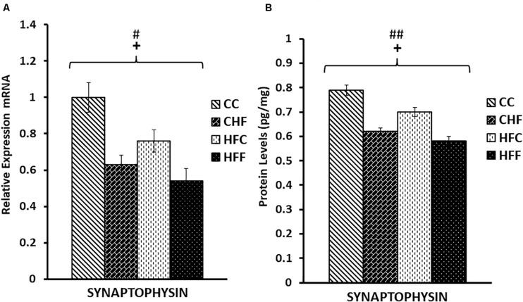 https://cdn.ncbi.nlm.nih.gov/pmc/blobs/9367/7516040/a7dc37c2e8ba/fnins-14-527258-g006.jpg