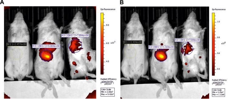 https://cdn.ncbi.nlm.nih.gov/pmc/blobs/9367/8384349/3d7c4e443b77/IJN-16-5651-g0013.jpg