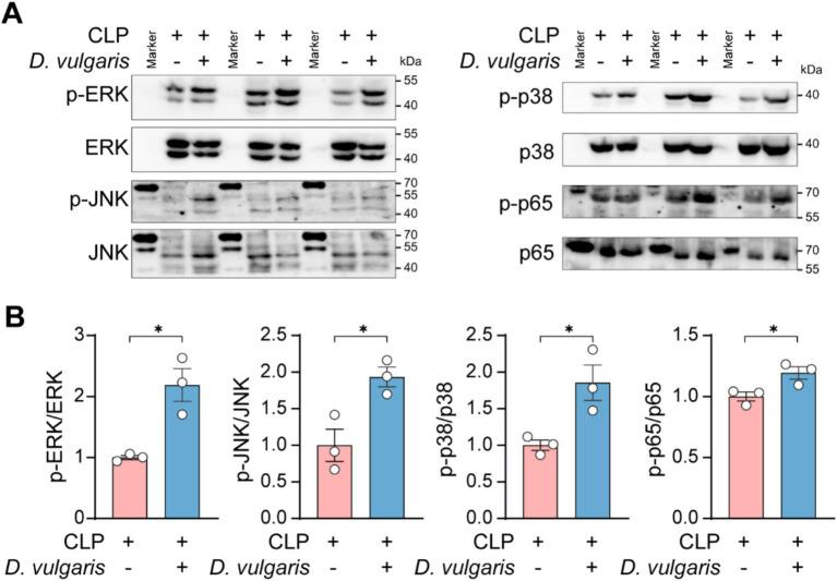 https://cdn.ncbi.nlm.nih.gov/pmc/blobs/9368/12075292/07ee59d75f80/fmicb-16-1574998-g005.jpg
