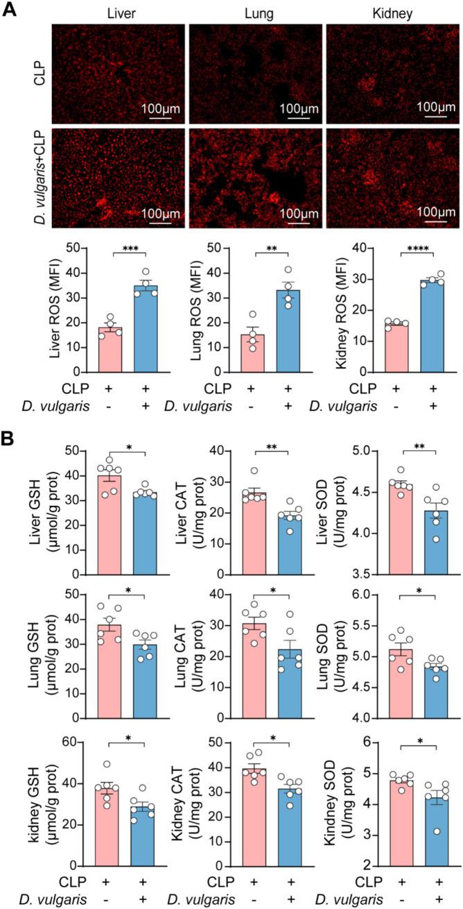 https://cdn.ncbi.nlm.nih.gov/pmc/blobs/9368/12075292/88df483fd1af/fmicb-16-1574998-g006.jpg