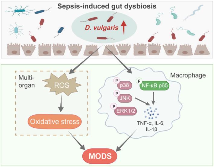 https://cdn.ncbi.nlm.nih.gov/pmc/blobs/9368/12075292/d92550c83aa0/fmicb-16-1574998-g007.jpg