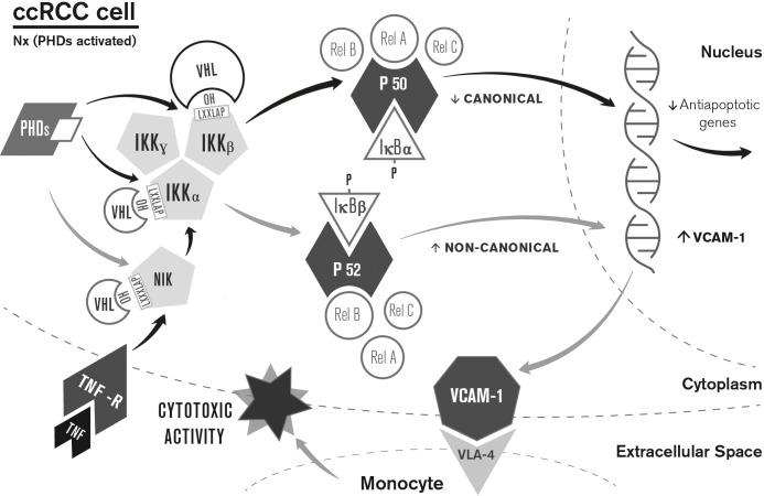 https://cdn.ncbi.nlm.nih.gov/pmc/blobs/9368/5350518/07ec54327c1a/JCB_201608024_Fig8.jpg