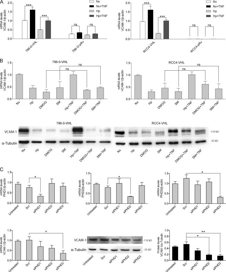 https://cdn.ncbi.nlm.nih.gov/pmc/blobs/9368/5350518/2d5e11c3b548/JCB_201608024_Fig4.jpg