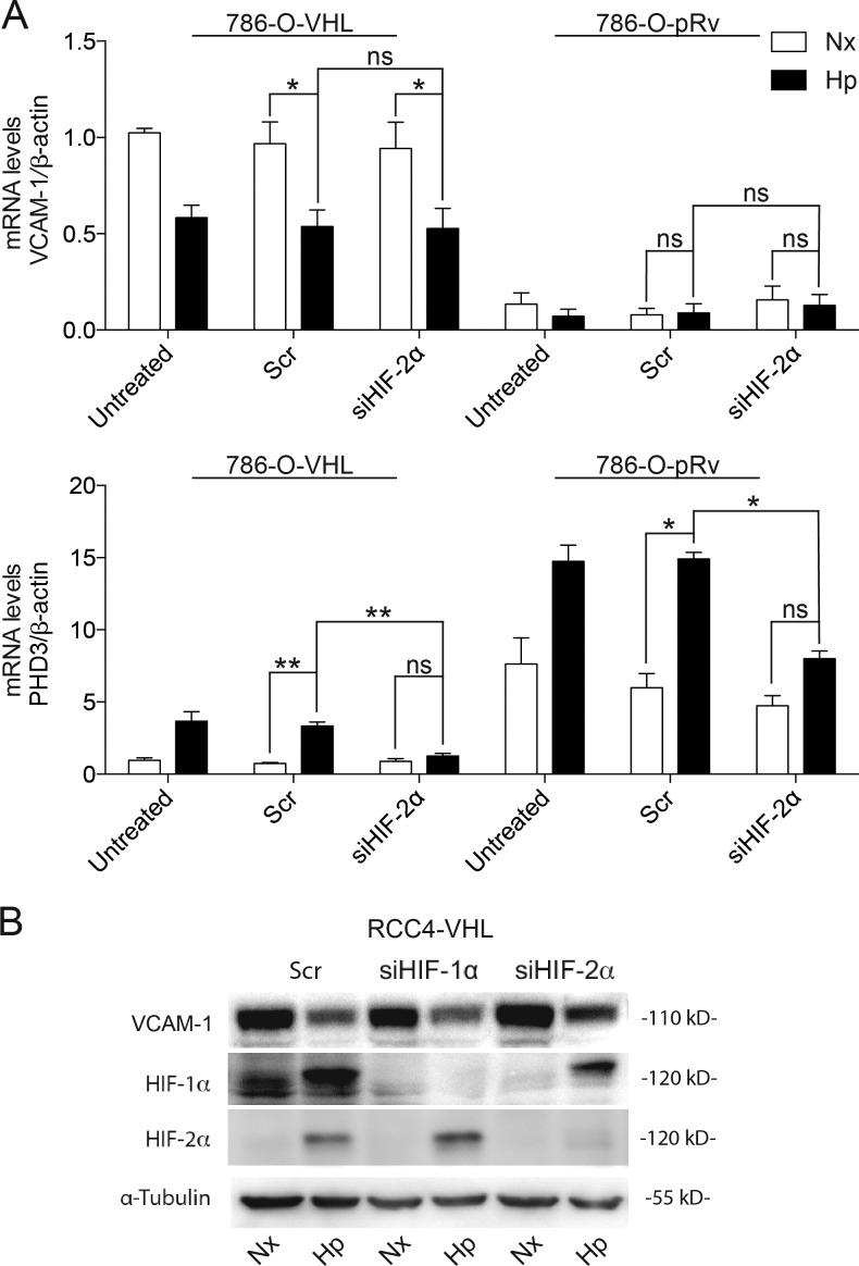 https://cdn.ncbi.nlm.nih.gov/pmc/blobs/9368/5350518/6198340b0e6b/JCB_201608024_Fig2.jpg