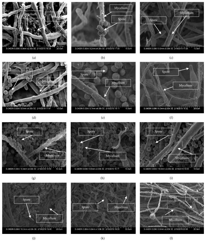 https://cdn.ncbi.nlm.nih.gov/pmc/blobs/9368/6457323/00859cee4953/BMRI2019-6105865.001.jpg
