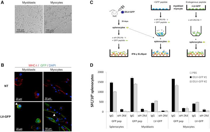 https://cdn.ncbi.nlm.nih.gov/pmc/blobs/9368/7114633/31d7e66eab34/gr5.jpg