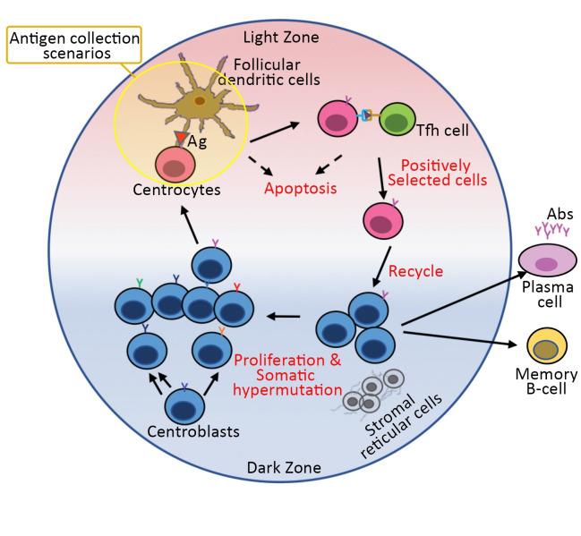 https://cdn.ncbi.nlm.nih.gov/pmc/blobs/936b/9200358/a215481e1223/pcbi.1010168.g001.jpg