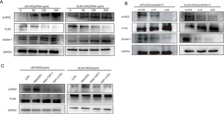 https://cdn.ncbi.nlm.nih.gov/pmc/blobs/936c/9472135/47c03ab324ef/jitc-2021-004452f04.jpg