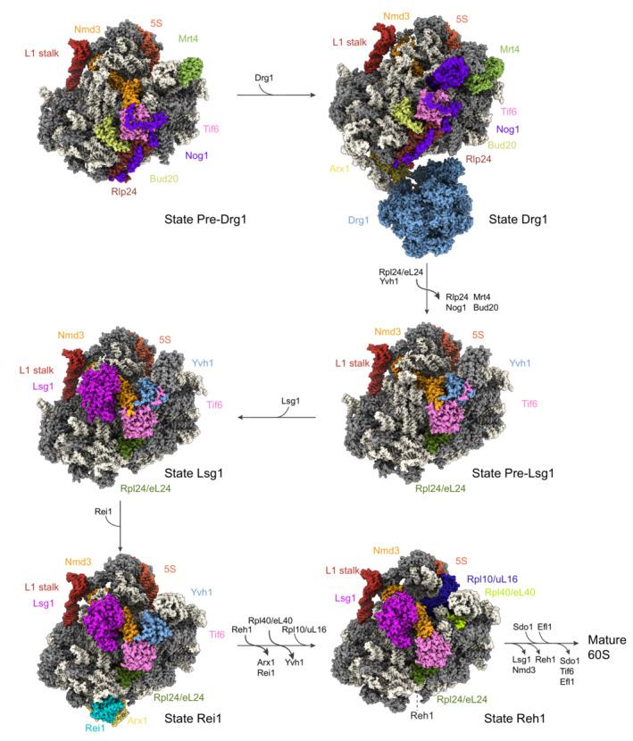 https://cdn.ncbi.nlm.nih.gov/pmc/blobs/9372/10068337/246fb1dedb21/EMBJ-42-e112699-g006.jpg