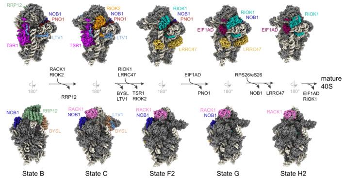 https://cdn.ncbi.nlm.nih.gov/pmc/blobs/9372/10068337/3b22d0c2c83f/EMBJ-42-e112699-g007.jpg