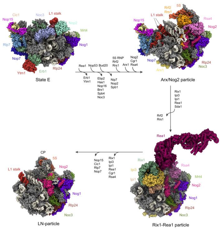 https://cdn.ncbi.nlm.nih.gov/pmc/blobs/9372/10068337/d5097ce31aa2/EMBJ-42-e112699-g005.jpg