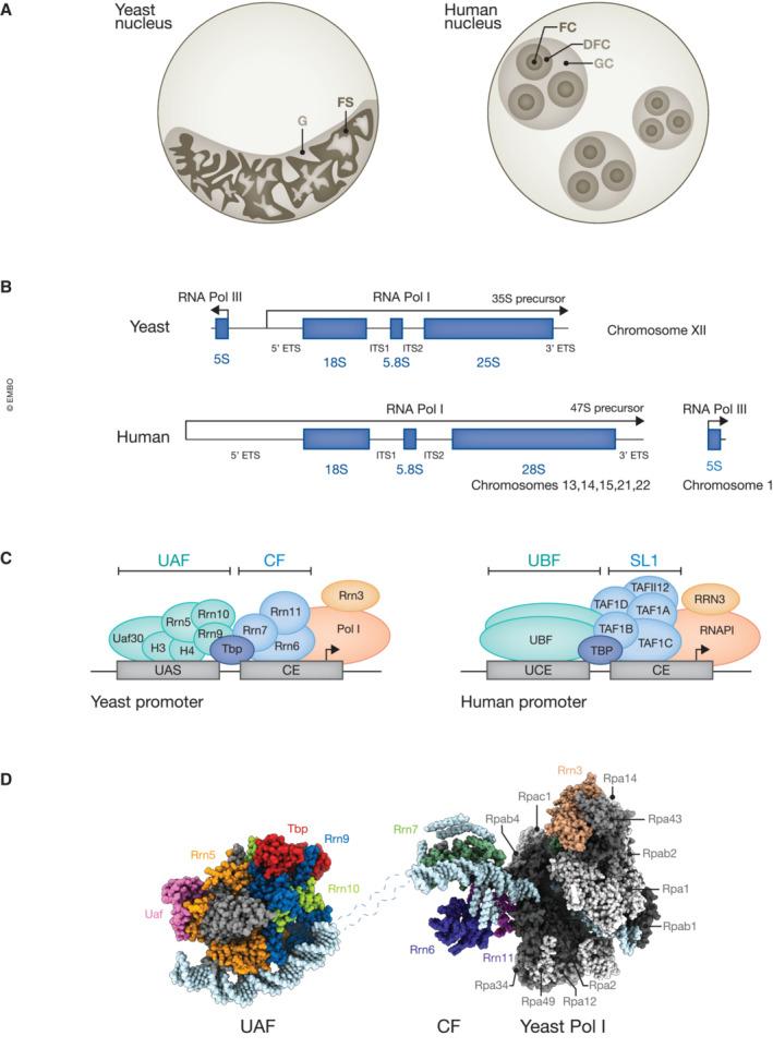 https://cdn.ncbi.nlm.nih.gov/pmc/blobs/9372/10068337/f0cf527d3489/EMBJ-42-e112699-g002.jpg