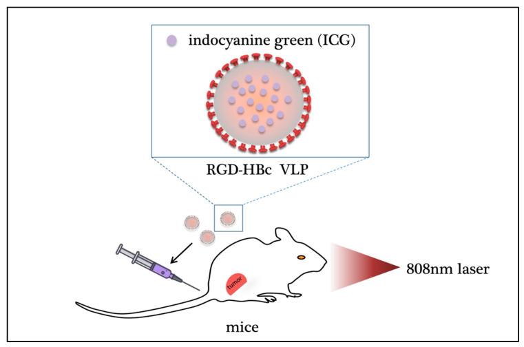 https://cdn.ncbi.nlm.nih.gov/pmc/blobs/9373/7916136/3fc51b7a8fc2/ijms-22-01728-g003.jpg