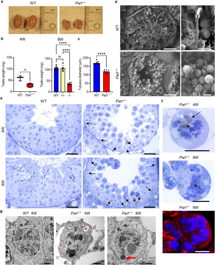 https://cdn.ncbi.nlm.nih.gov/pmc/blobs/937d/10770312/5ef235e01737/42003_2023_5703_Fig1_HTML.jpg