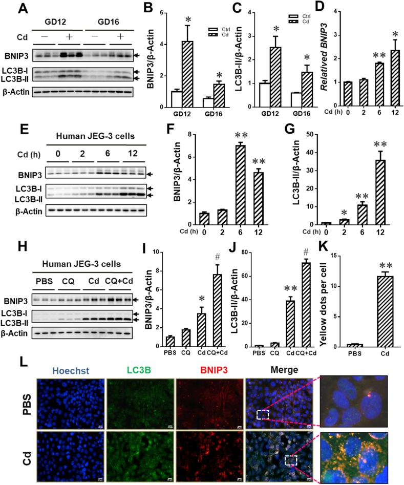 https://cdn.ncbi.nlm.nih.gov/pmc/blobs/937f/7811044/c2438ec5228d/gr5.jpg