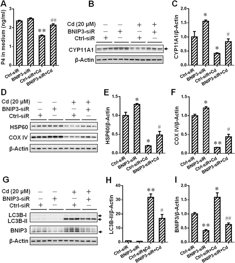https://cdn.ncbi.nlm.nih.gov/pmc/blobs/937f/7811044/c5ca6b4ea158/gr6.jpg