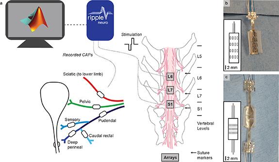 https://cdn.ncbi.nlm.nih.gov/pmc/blobs/9382/9855651/81aeac4b2b7c/jneaca0c2f1_lr.jpg